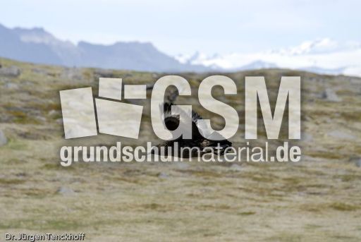 Raubmöve (Skua) (16 von 16).jpg